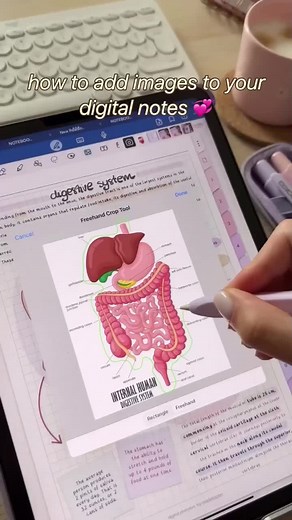 How To add Images Perfectly in Your Notes | Ipad Notes Taking | Medical /Nursing Notes #nursingschool #nursingstudent #medicalnotes #medicalschool #medicalstudent