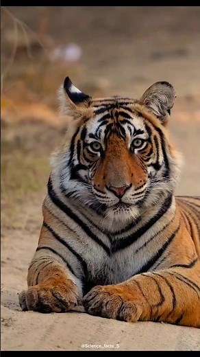 tiger facts😱#shortsfeed #trending #shorts #facts