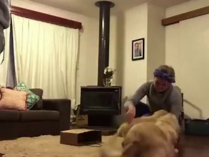 Elder dog is excited to see a new dog | Dog Lovers Club