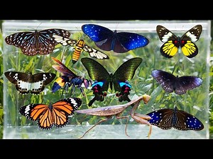 Amazing Butterfly Hunting in the Garden | Beautiful Butterflies Up Close