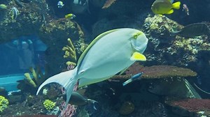 clip-3756681425-closeup-acanthurus-xanthopterus-fish-swimming-sea-aquarium