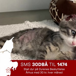 Hvert år svigtes tusindvis af kæledyr. Hunde, katte og kaniner dumpes brutalt i poser og papkasser eller bliver hjemløse, fordi deres ejer ikke længere magter opgaven 💔❤️ Med din hjælp kan dyrene på Dyrenes Beskyttelse Århus få den hjælp, de har brug for. Send en SMS med teksten 30DBÅ til 1474 og støt med 30 kr. hver måned. | Dyrenes Beskyttelse Århus