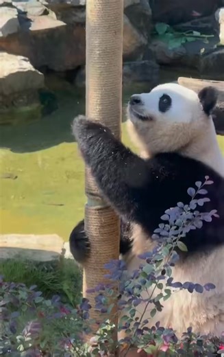 cute panda🐼#pandasoftiktok #パンダ #lovely #cute #foryou #panda #可愛い | Funny cute panda pfp
