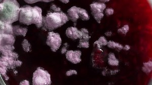 Gefährliche Form in einem Glas roter: Stockvideos & Filmmaterial (100 % lizenzfrei) 3665072863 | Shutterstock