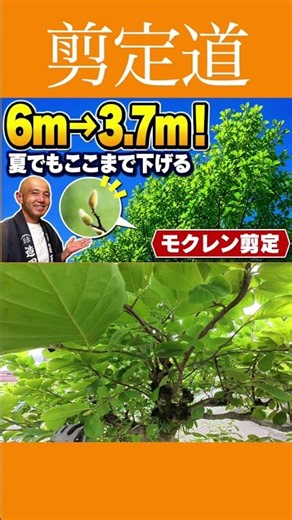 Cutting Back from 6m to 3.7m [Magnolia Pruning] How to Reduce Size #GardenTreeMaintenance #Garden...
