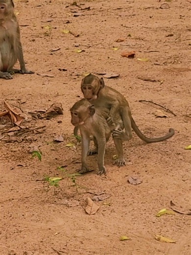 Amazing Monkey Moments on TikTok