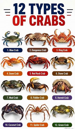 Diverse Types of Crabs