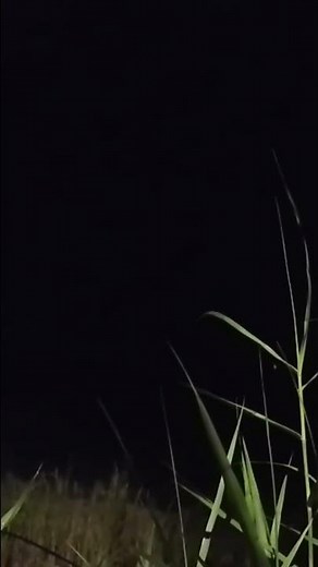 🌙 Night Insect Sounds & Tiny Crickets at Midnight 🦗✨