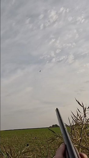 Régulation de Pigeon Ramier dans les Culture de 🌽 #chasse #pigeon #regulation
