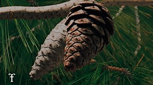 "When we see it, we understand it. And when we understand it, we care about it. And when we care about it, we'll do something to help save it." - Dr. Suzanne Simard 🍄 Thank you to everyone doing their part to make the world a better place. ❤️ #gratitude #mycologymonday #protectwhatyoulove | Fantastic Fungi