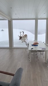 367K views · 1.6K reactions | Surprise visit to our resort | Aurora Borealis Observatory | Facebook