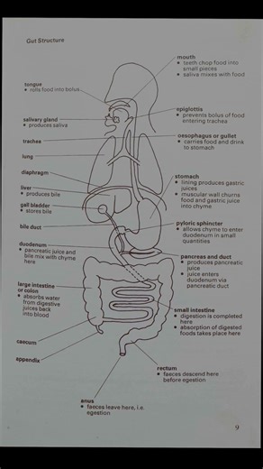 Digestive system |functions | diagram