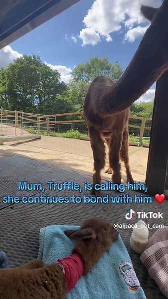 Wolfie the Premature Baby Alpaca's Heartwarming Journey