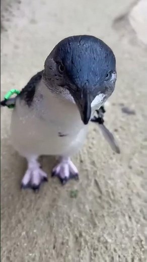 The World’s Smallest Penguin! 🐧 #shorts #LittleBluePenguin