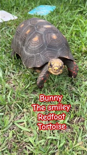 The Redfoot Tortoise Who Built a Sanctuary Empire