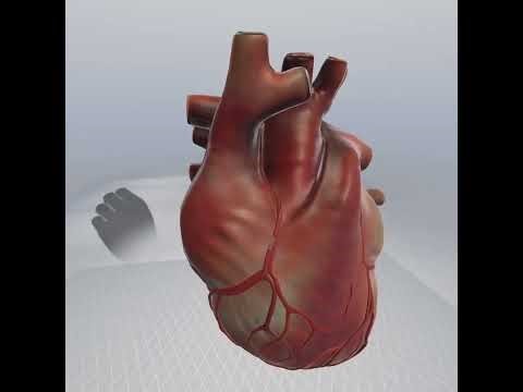 The Human Body in VR | Revolutionary Anatomy Learning by LifeVR