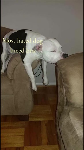 Understanding the Love for Pit Bulls