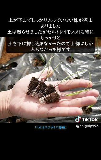 玉ねぎ育苗の正しい方法とダイソー活用法
