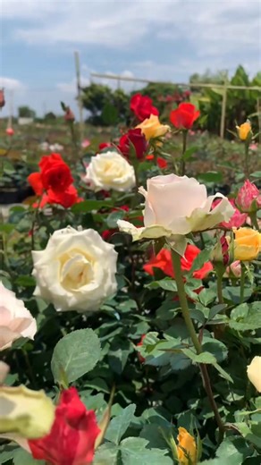 pretty roses garden | I love roses and followers