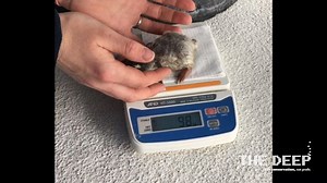 39K views · 736 reactions | We are delighted to announce the arrival...