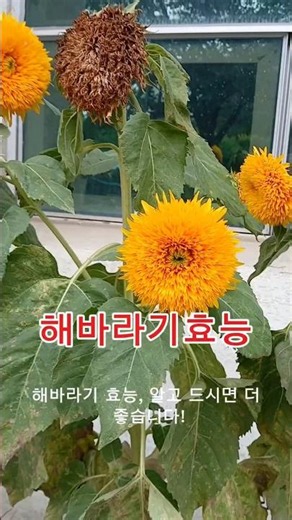 Sunflower Seed Benefits / Vitamin E #Antioxidant #VascularHealth #CholesterolManagement #Immunity