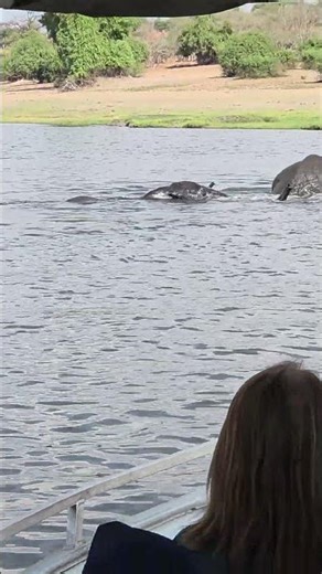 elephants using their snorkel www.topbananaantiques.com