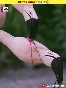 Flamingo is feeding blood to its baby😧 #shorts #facts #zaheeraslam