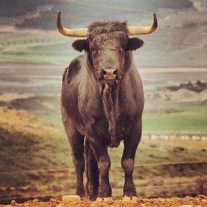 Fighting Bull: Origin, Characteristics and more ▷➡️ Postposmo