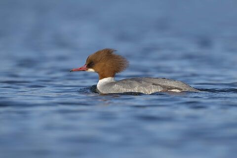 Goosander | The Wildlife Trusts