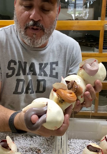 Snake Genes 101🤩 It’s wild to see all the different kinds of colors and patterns these snakes can be born with😳 I mean all of these eggs are from the same clutch and they’re just so many different colors🤯 I have seen so many different kinds of snakes and new morphs are still being born🙌