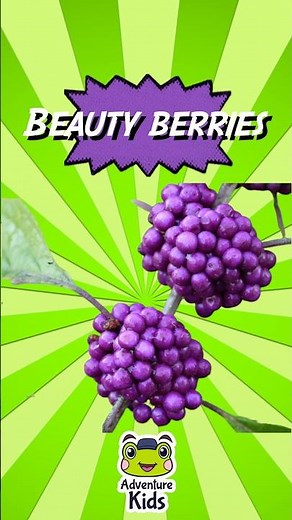 🍆 Which fruits are Purple? 🍇 Top 10 Purple Fruits