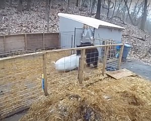 Pigs fights off bear