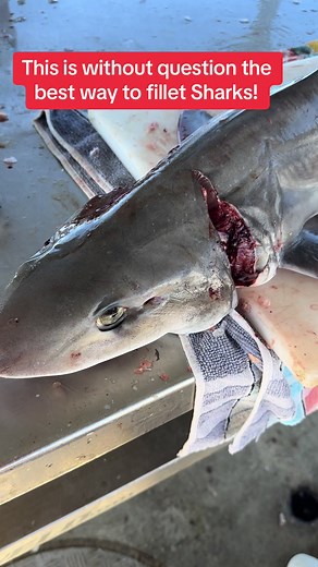 Ultimate Guide to Filleting Sharks: Expert Tips and Tricks