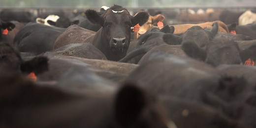 Extreme heat blamed for thousands of cattle deaths in Kansas
