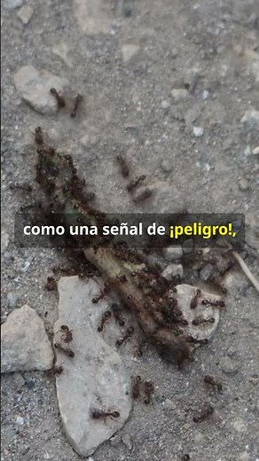 Why do ants never leave a dead one in the colony? #amazing #nature #animals