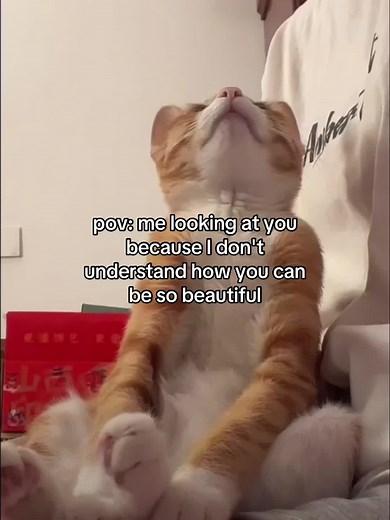 Adorable Cat Couple Relationship Goals TikTok Video