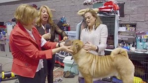 13K views · 55 reactions | Deb Cooper shows us how to properly examine a Chinese Shar-Pei #tabletalklive | The Canine Chronicle | Facebook