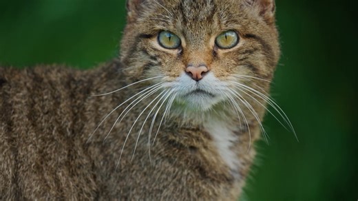We've got your next night out covered 🎉 ‘Clinging by a Claw’ is screening in: 🎟️ Newtonmore, Highland - 15 January (last chance to book!) 🎟️ Edinburgh Zoo - 22 January Narrated by Outlander star, Sam Heughan, this touching documentary shares the story of the wildcats’ return to Scotland ➡️ savingwildcats.org.uk/about-saving-wildcats/clinging-by-a-claw 📽️ | Saving Wildcats
