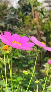 Cosmos Flower in The Garden🪷#cosmosflower #flowers #garden | Piyantee