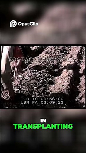 Tobacco Farming: Planting & Transplanting Process Revealed!