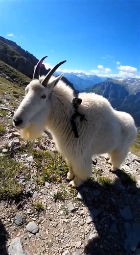 POV: Following a Wild Mountain Goat through rocky mountains#MountainGoat#mountainanimals#WildlifePOV