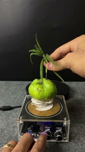 Lightning + guava + plants