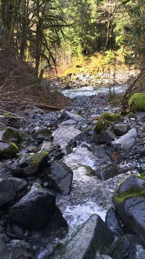 Peaceful Cascades | Forest Reflections | Washington State | Taylor River #nature #waterfall #forest