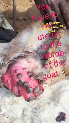 Goat Uterine prolapse and its relief