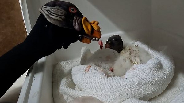 King vulture chick raised with hand puppet to prevent chick from imprinting on humans