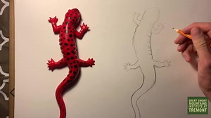 If you have been following our posts over the last few weeks, you have seen some of the incredible nature art created by our very own Luke Schutzman! In this video, he demonstrates how he goes about sketching a salamander. So grab a pencil, a piece of paper, and follow along! In the comments post the salamander that you have drawn as encouragement for others! Here at Tremont, we recognize sketching can be a fantastic way to make observations and connect with the natural world. | Great Smoky Moun