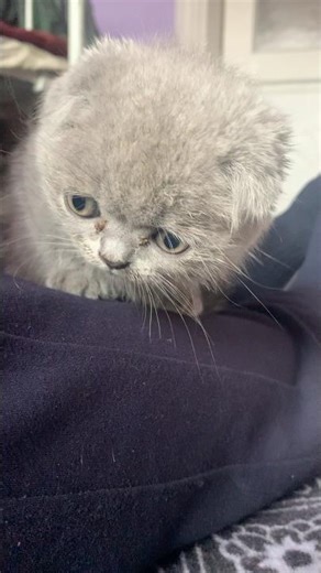 Amazing Cat Performs Magic Trick! #Cats #Tricks