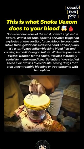 Why Instant Death Occurs After a Snake Bite 🤯🐍