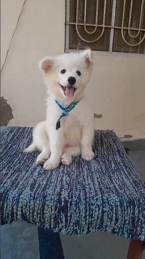 cute dog videos shorts #pets​ #cute​ #puppy​ #dog​ #animals​ #shorts​