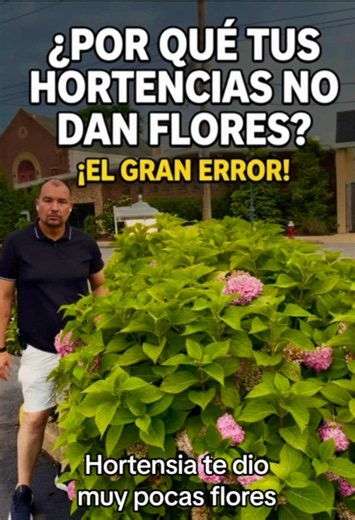 ¿Podes tus hortensias y luego no te dan flores? 🌸🚫 ¡Puede que estés cometiendo EL GRAN ERROR! En este video te explico cuándo y cómo podar para asegurar una floración masiva el próximo año. ¡No cortes tus flores antes de tiempo! Guarda este video para tenerlo a mano y sígueme para más tips de jardinería fácil en casa. 🏡 #Hortensias #Jardineria #SiembraFacilEnCasa #Flores #PodaDeHortensias